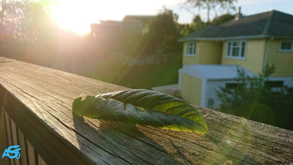 Leaf in the Sunset pictured by Ali Soltanian Fard Jahromi